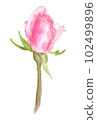 粉紅玫瑰水彩畫 102499896