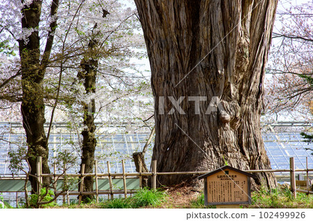 Cherry blossoms in full bloom in spring and giant Nezuko tree, natural monument Hirosaki Castle, Aomori Prefecture 102499926
