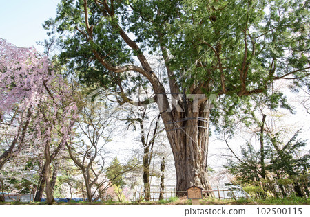 Nezuko Giant Tree Natural Monument Hirosaki Castle Aomori Prefecture 102500115