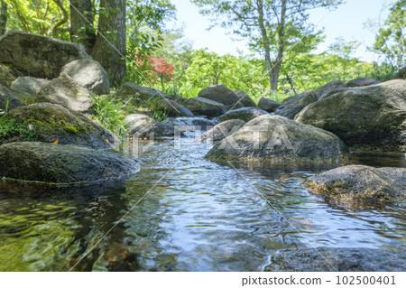 Biotope in nature in early summer Biotope in nature in early summer 102500401