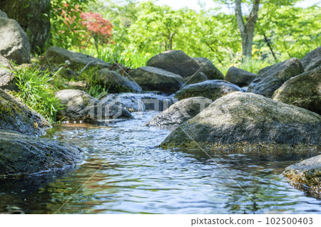 Biotope in nature in early summer Biotope in nature in early summer 102500403