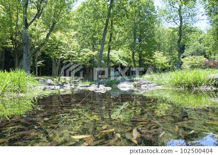 Biotope in nature in early summer Biotope in nature in early summer 102500404
