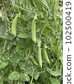 豌豆 零食豌豆 102500419