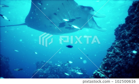 Manta ray filter feeding above a coral reef in the blue Komodo waters Manta ray filter feeding above a coral reef in the blue Komodo waters 102500616