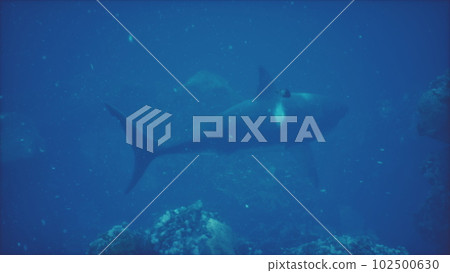 large great white shark swims near the surface off the coast 102500630