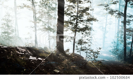 Panoramic view of the majestic forest in a morning fog Panoramic view of the majestic forest in a morning fog 102500684