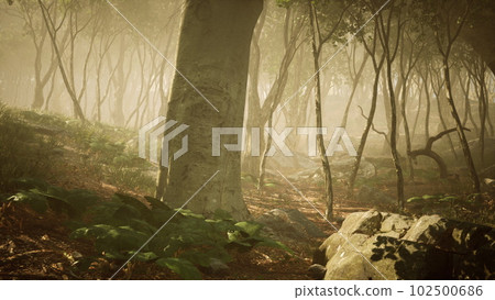 magic dark autumn forest scenery with rays of warm light magic dark autumn forest scenery with rays of warm light 102500686