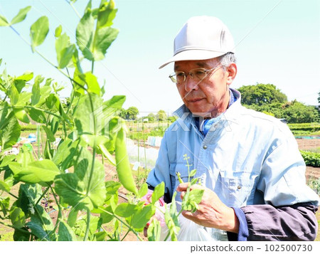 Men harvesting snap peas 102500730