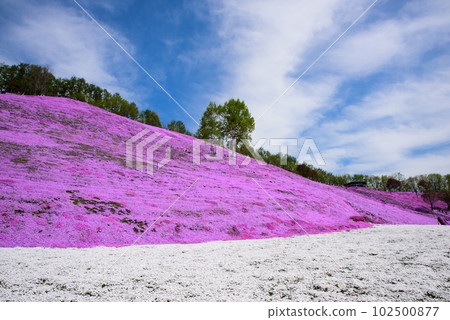 北海道東本琴的芝櫻 102500877