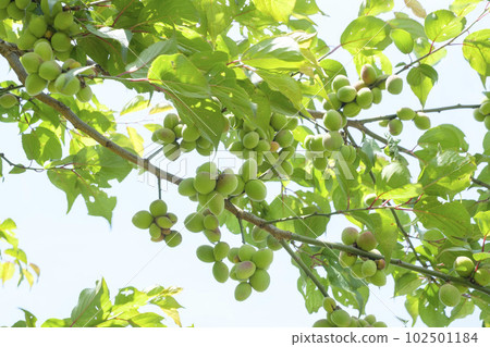 初夏已經結果的小李子果實 102501184