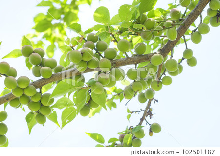 初夏已經結果的小李子果實 102501187