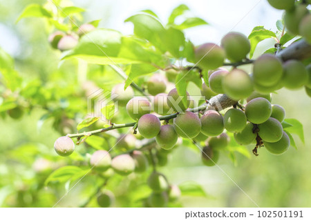 初夏已經結果的小李子果實 102501191