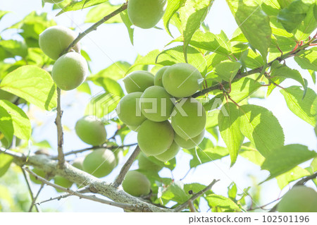 Small plum fruits that have been bearing fruit in early summer 102501196