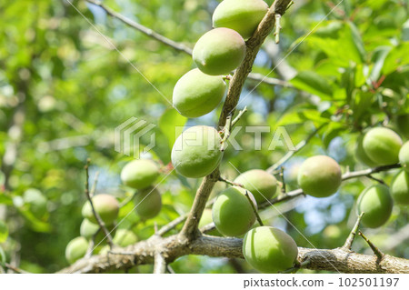 Small plum fruits that have been bearing fruit in early summer 102501197