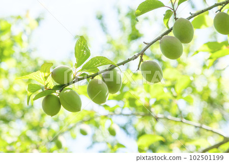 Small plum fruits that have been bearing fruit in early summer 102501199