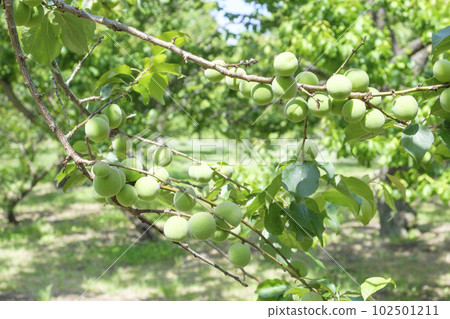 Small plum fruits that have been bearing fruit in early summer Small plum fruits that have been bearing fruit in early summer 102501211