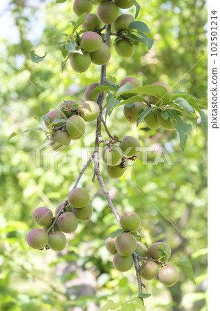Small plum fruits that have been bearing fruit in early summer 102501214