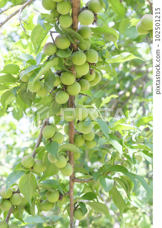 Small plum fruits that have been bearing fruit in early summer 102501215