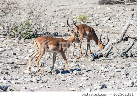 Impalas in Etosha National Park 102501331