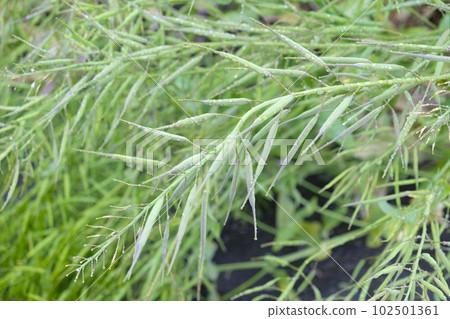 油菜籽油菜初夏果實 102501361