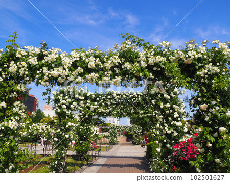 Roses in Yamashita Park, Yokohama 102501627
