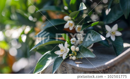 夏見館花和土牆 夏見館花和土牆 102501775