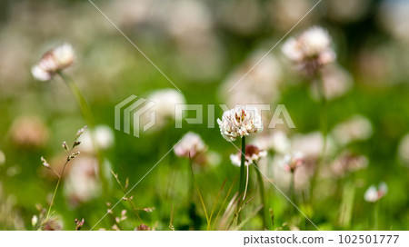 lotus in the sun lotus in the sun 102501777