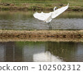 一隻鳥 102502312