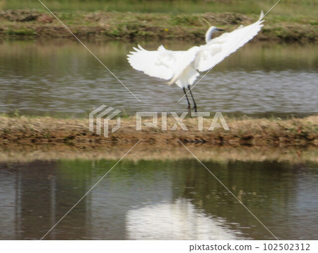 一隻鳥 102502312