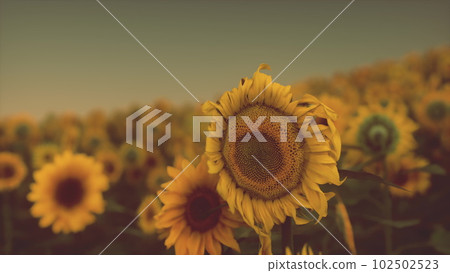 Field with yellow sunflowers at sunset in summer. 102502523
