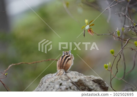 花栗鼠的背影 102502695