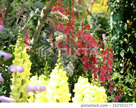 Background material Lupine blooming early summer garden Background material Lupine blooming early summer garden 102503277