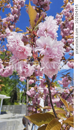 Blooming sakura branches in spring in Vinnitsa Ukraine. Japanese cherry blossoms 102504345