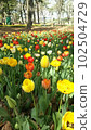 A beautiful tulip 102504729