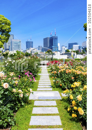 中之島公園玫瑰園 102504818