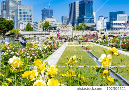 中之島公園玫瑰園 102504821