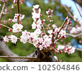 梅花和芽 102504846