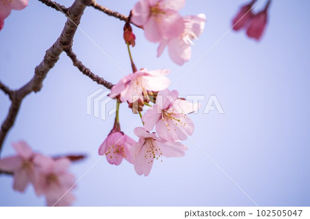 Cherry blossoms Cherry blossoms 102505047