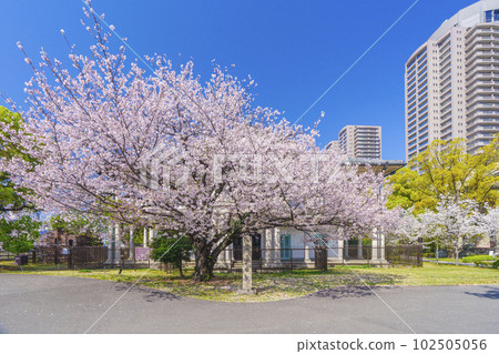 櫻花盛開的仙風館（大阪市北區） 102505056