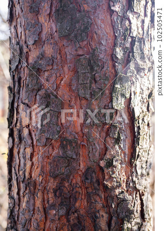 A close-up photo of a tree trunk. There is a forest in the background A close-up photo of a tree trunk. There is a forest in the background 102505471