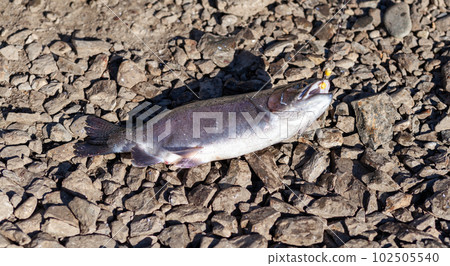 Caught trout on the lake. Fishing as recreation or food 102505540