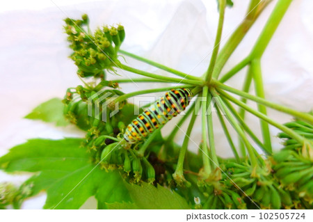 Swallowtail butterfly Swallowtail butterfly Swallowtail butterfly Butterfly butterfly Swallowtail butterfly Swallowtail butterfly Swallowtail butterfly Butterfly butterfly 102505724