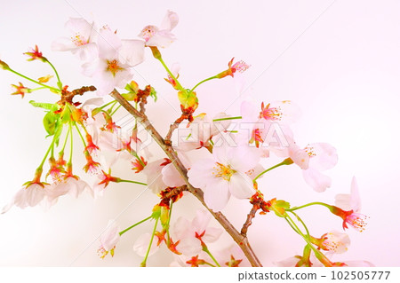 Cherry blossoms in full bloom, cherry blossoms, cherry blossoms, cherry blossoms, Somei Yoshino Cherry blossoms in full bloom, cherry blossoms, cherry blossoms, cherry blossoms, Somei Yoshino 102505777