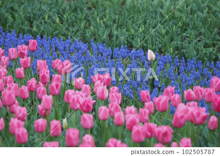 Tulip field in the park 102505787