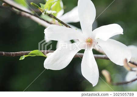 Himekobushi's white flower close-up Himekobushi's white flower close-up 102505789