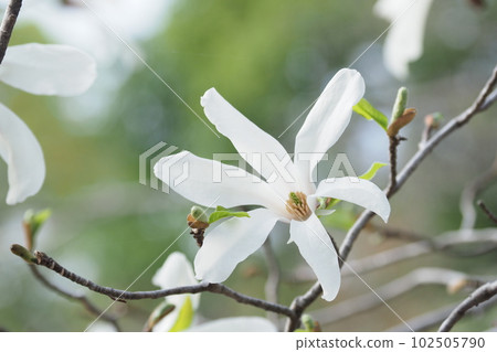 white flower of princess fist 102505790