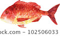  Red snapper 102506033
