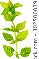 Oregano herb 102506039