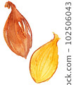 shallot vegetables 102506043