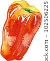 red bell pepper watercolor 102506225